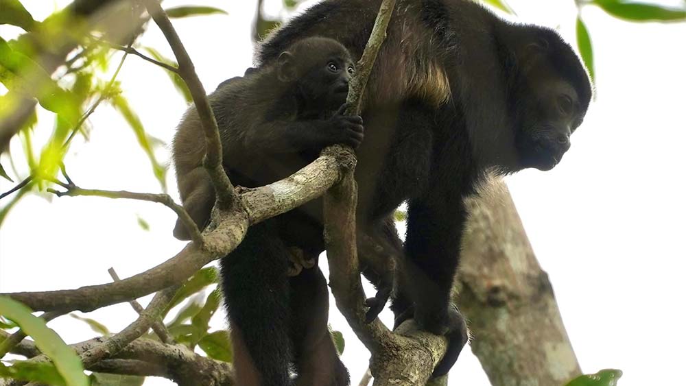 Cabo Blanco Wildlife Reserve