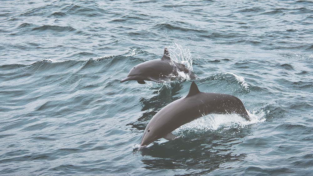 Dolphins in Costa Rica