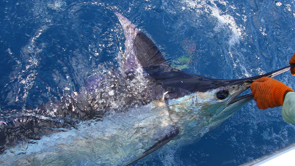 Fishing Costa Rica