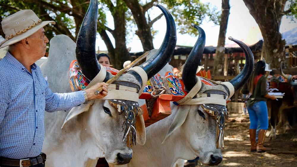 Local Farmers