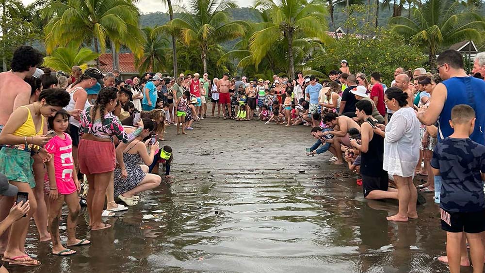 Turtle Rescue Program